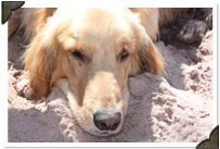 Pet Policy at Blacks Cliff Lakeside Resort